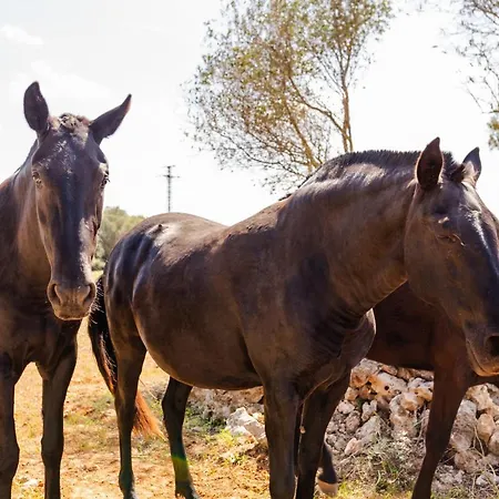 Sa Caseta De Baix Ciutadella (Menorca)